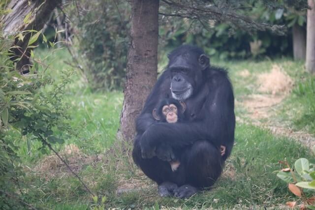 Best Time to Visit Kibale National Park