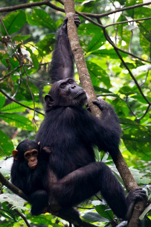 schimpansen-trekking-kibale-uganda-buchen-ataco-fort-portal-kibale-chimpanzee-trekking